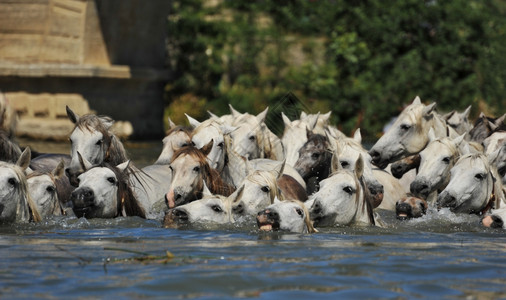 Camargue的马群和在水中鹅毛图片