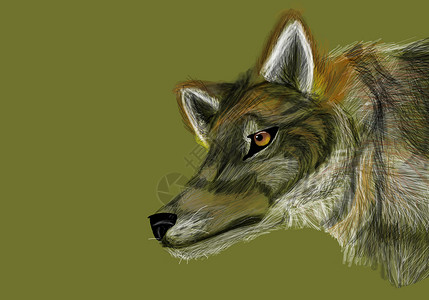 在中立绿色背景上绘制灰狼的图画图片