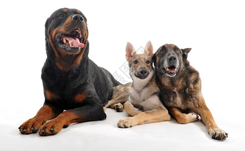 奥基亚利三只纯种的狗一小鼠老麦地诺人和一只小狗斯洛瓦基亚狼背景