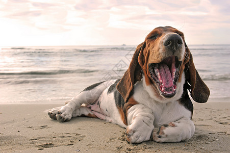 在海滩上捕猎犬高清图片