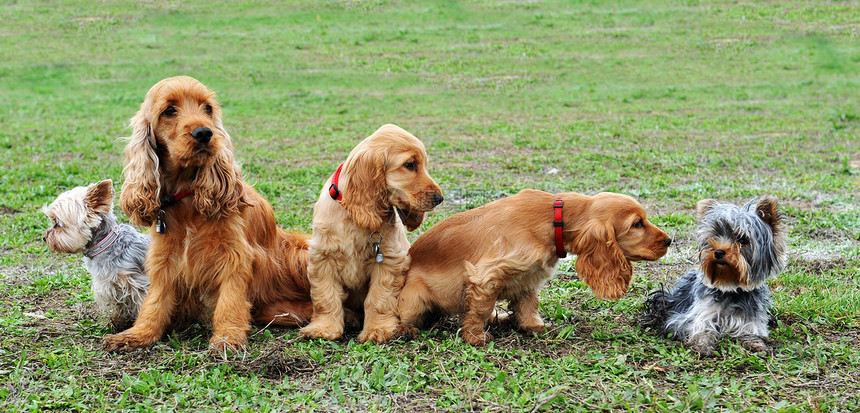 5只小狗坐在田里图片