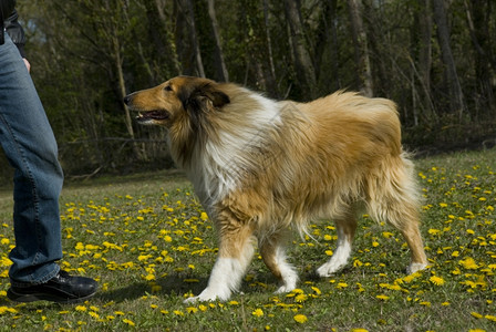 幼年牧羊犬一位美丽的纯洁苏格兰牧羊人肖像背景