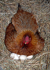 她的巢上有棕色薯条和新鲜鸡蛋图片