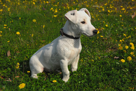 自然界中纯种小狗杰克鲁塞尔的肖像图片