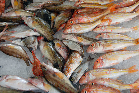 在科西卡市的冰上红地中海鱼类背景图片