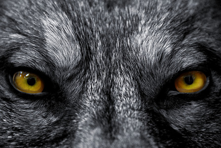 黄色眼睛的动物野狼的美丽眼睛危险的哺乳动物背景