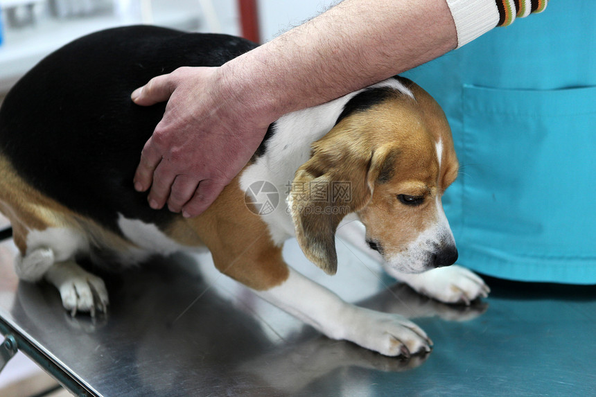 在手术准备室的兽医家养狗图片