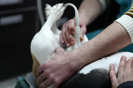 外科手术人在手术准备室的兽医家养狗背景