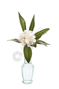 白色花朵盛开背景的花瓶图片