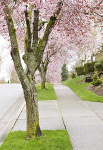 盛开花的树满盛的樱桃树排在人行道上背景