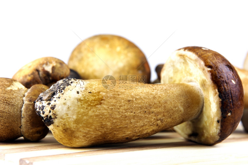 蘑菇波西尼博利特斯图片