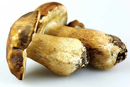 蘑菇波西尼博利特斯高清图片