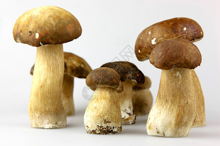 蘑菇波西尼博利特斯高清图片