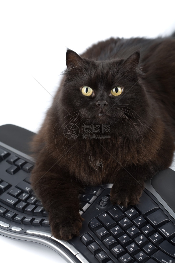 在键盘上孤立的可爱黑猫图片