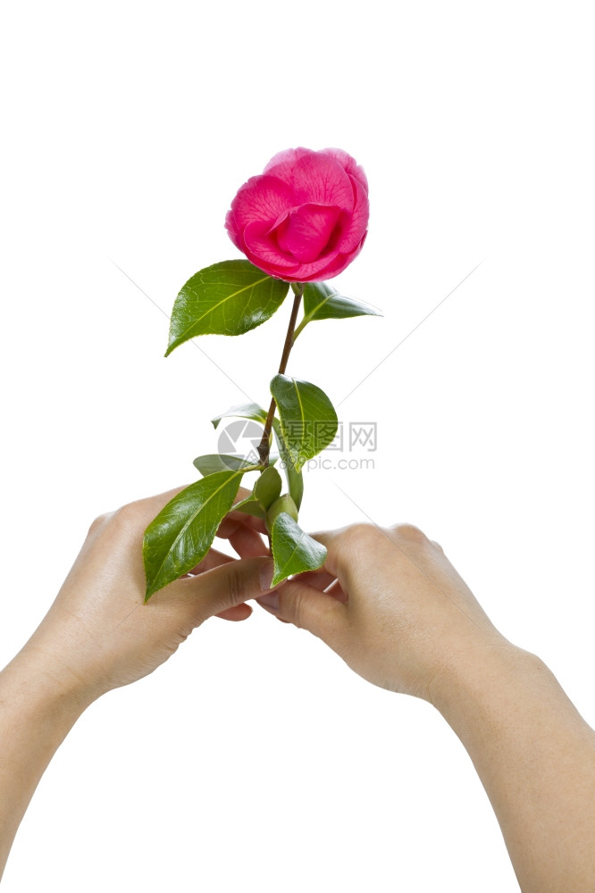 白色背景的两只手握着新鲜粉红花图片