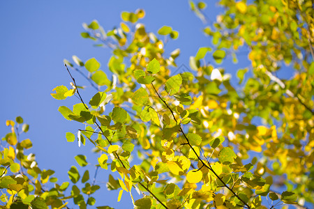 秋天的落叶在蓝空中图片