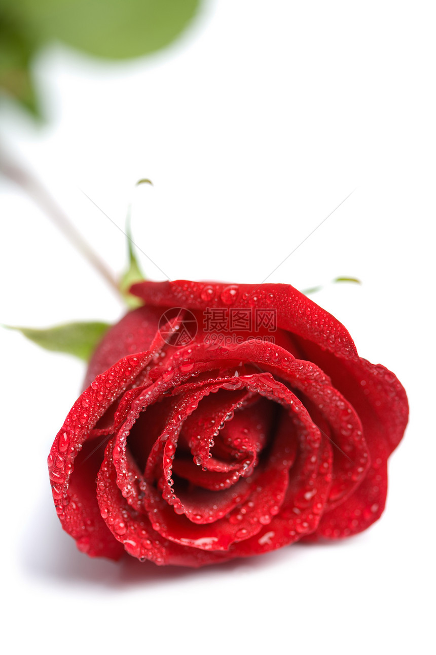 美丽的红玫瑰有分离的水滴浅红DOF图片