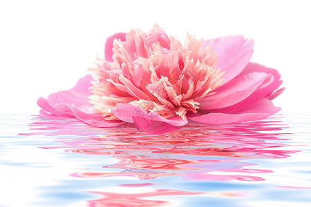 在水中漂浮的粉红小马花图片