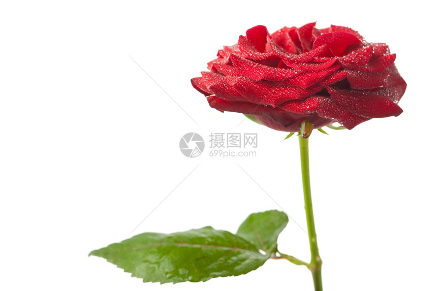 美丽的红玫瑰与水滴隔离图片