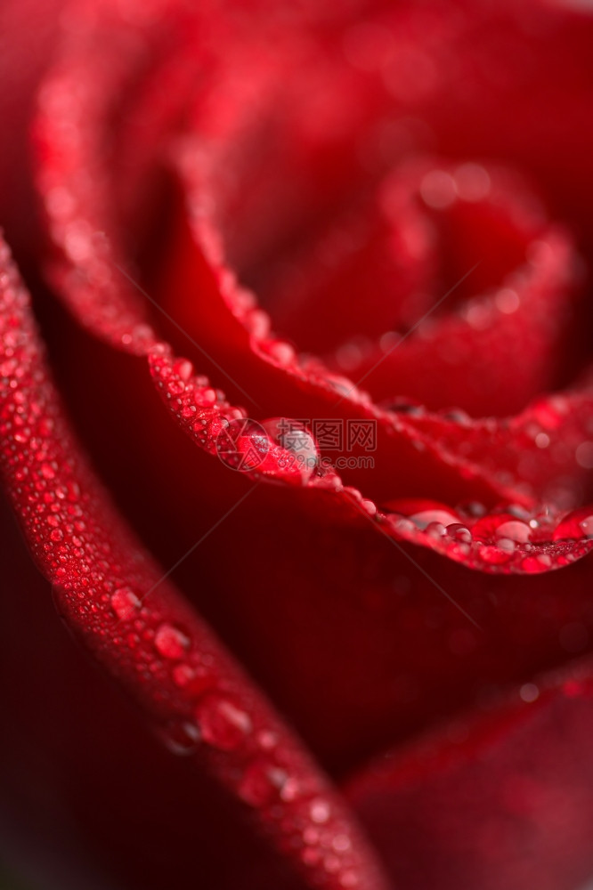 带水滴的美丽红玫瑰浅色焦点图片