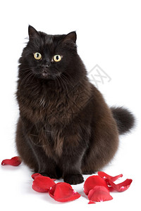 坐在玫瑰花瓣里的可爱黑猫图片