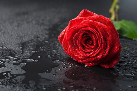 枚红色花瓣雨美丽的红玫瑰黑色背景上含水滴背景