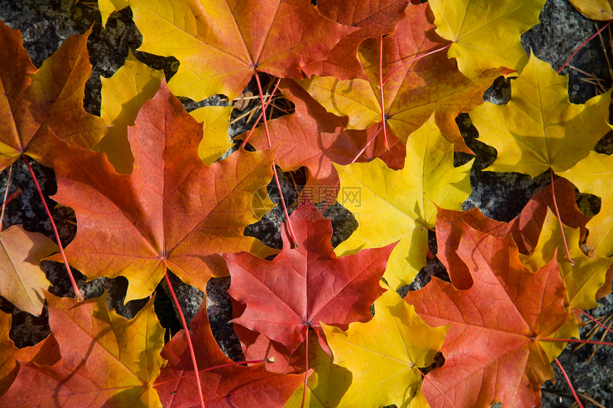 色彩多的叶背景图片