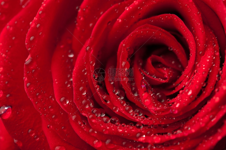 美丽的红玫瑰带水滴子图片