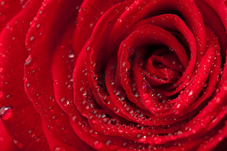 美丽的红玫瑰带水滴子图片