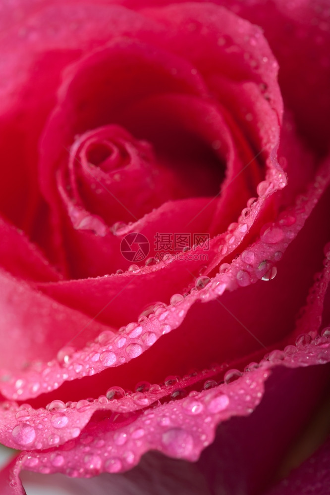 美丽的粉红色玫瑰带水滴子图片
