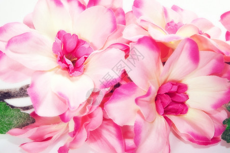 粉红新春花背景图片