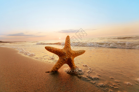 海星在沙滩上夏天图片