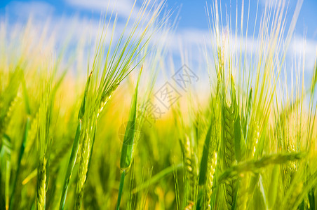 小麦田阳光农业景观图片