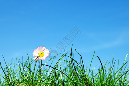 年轻雏菊花青绿草和蓝天空图片