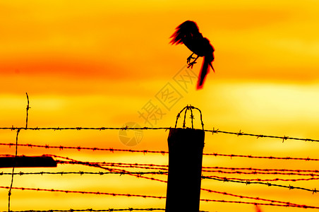 日落时鸟儿从监狱栅栏飞走背景图片