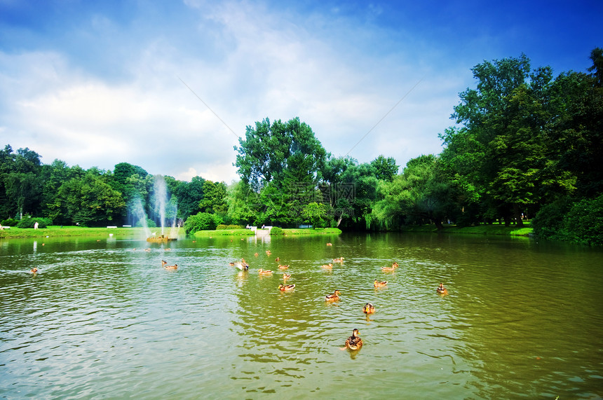 充满池塘的迷人夏日公园图片