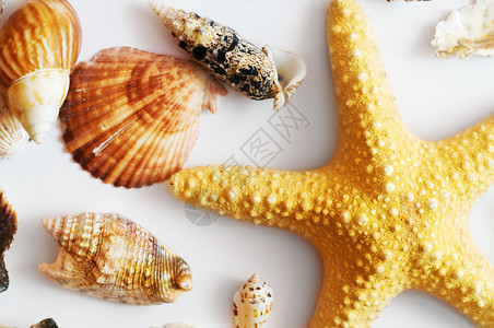 黄色海星白底海星和孤立的贝壳背景
