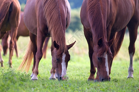 田野上美丽的马匹野生动物图片