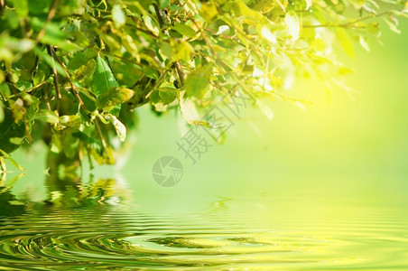 自然绿色背景水反射和阳光照亮叶子图片