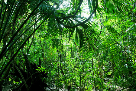 热带森林阳光下的棕榈树图片