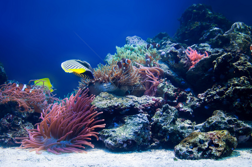 水下生物鱼类海洋珊瑚礁图片