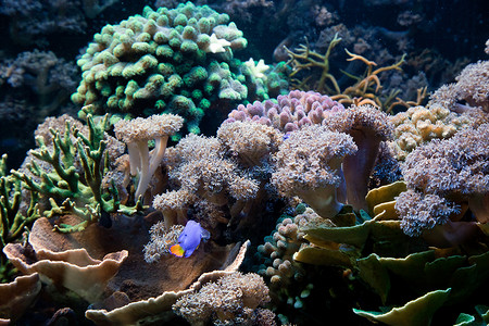 水下生物鱼类海洋珊瑚礁图片