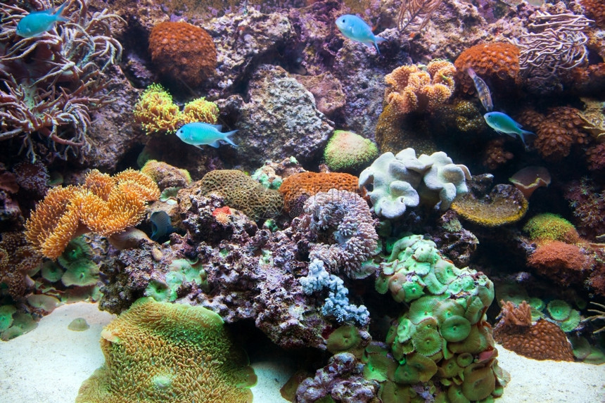 水族馆下风景鱼类珊瑚礁图片