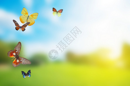 蝴蝶春天田夏草原上一群多彩的蝴蝶图片