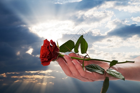 在一个浪漫的景色中在日落的天空中握着红色的玫瑰情人节爱图片