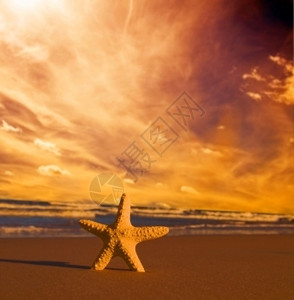 海星在日落的夏沙滩上旅行度假概念图片