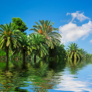 热带雨林地貌景观抽象水背景图片