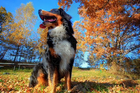 一只快乐的伯恩斯山狗在阳光明媚的秋天坐在草地的户外图片
