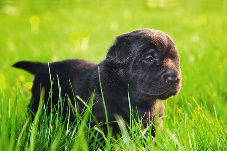 一只可爱的狗小在草地上图片