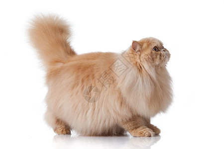 波斯猫肖像棕色毛皮高清图片